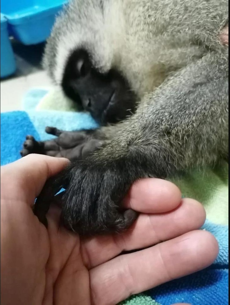How to Treat a Monkey That's Been Hit by a Car