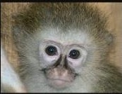 Vervet Monkeys and Chacma Baboons - Who they are, and What they are not!!